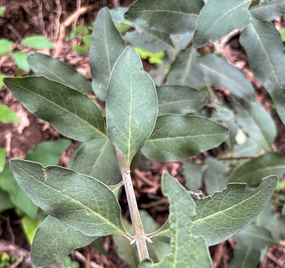 image of Aureolaria virginica, Downy False Foxglove, Downy Oak-leach, Virginia Oak-leach, Downy Yellow False Foxglove