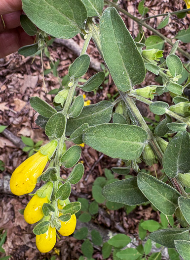 image of Aureolaria virginica, Downy False Foxglove, Downy Oak-leach, Virginia Oak-leach, Downy Yellow False Foxglove