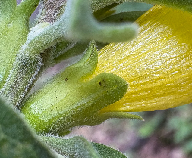 image of Aureolaria virginica, Downy False Foxglove, Downy Oak-leach, Virginia Oak-leach, Downy Yellow False Foxglove