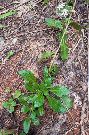 image of Sericocarpus caespitosus, Toothed Whitetop Aster