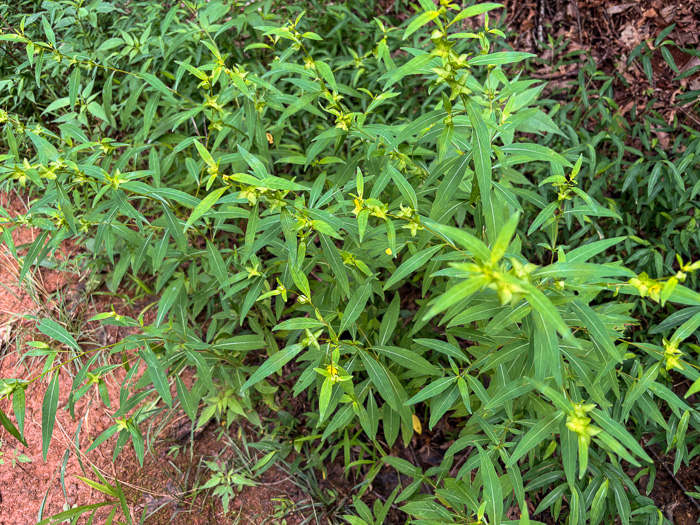 image of Ludwigia alternifolia, Alternate-leaf Seedbox, Bushy Seedbox