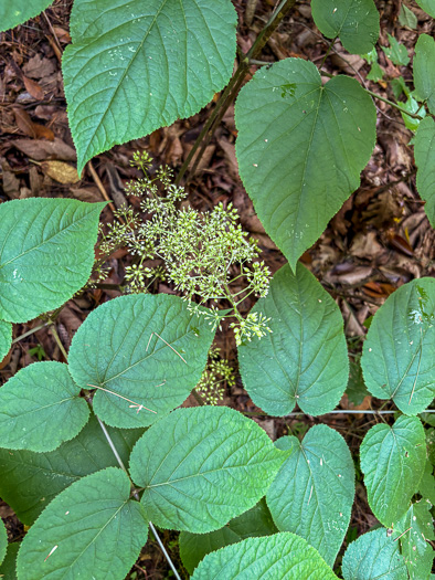 image of Aralia racemosa, Spikenard, Hungry-root