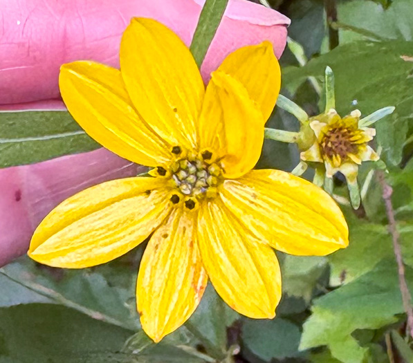 image of Anacis major, Whorled Coreopsis, Woodland Coreopsis