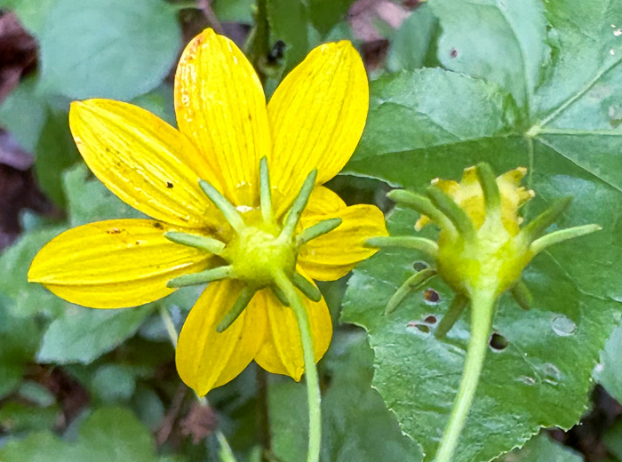 image of Anacis major, Whorled Coreopsis, Woodland Coreopsis