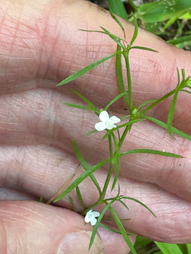 image of Polypremum procumbens, Juniperleaf, Polypremum, Rustweed