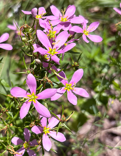 image of Sabatia angularis, Rose-pink, Bitterbloom, Common Marsh-pink, American Centaury