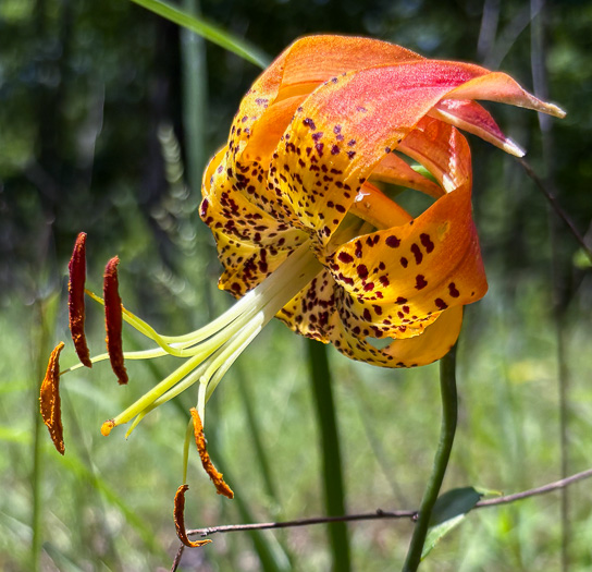 image of Lilium michauxii, Carolina Lily, Michaux’s Lily
