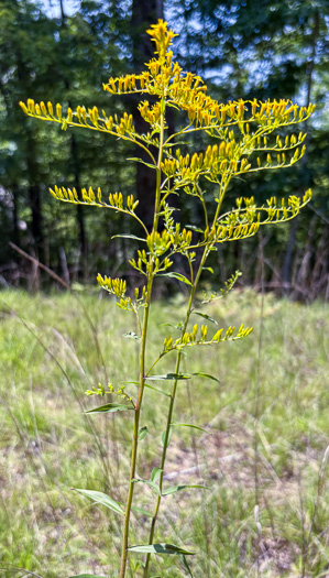 image of Solidago odora, Licorice Goldenrod, Sweet Goldenrod, Anise Goldenrod, Anise-scented Goldenrod