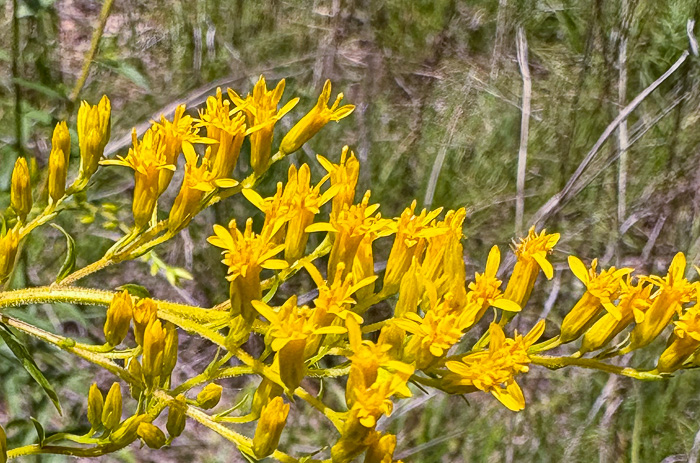 image of Solidago odora, Licorice Goldenrod, Sweet Goldenrod, Anise Goldenrod, Anise-scented Goldenrod