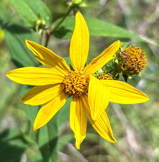 image of Helianthus divaricatus, Woodland Sunflower, Spreading Sunflower