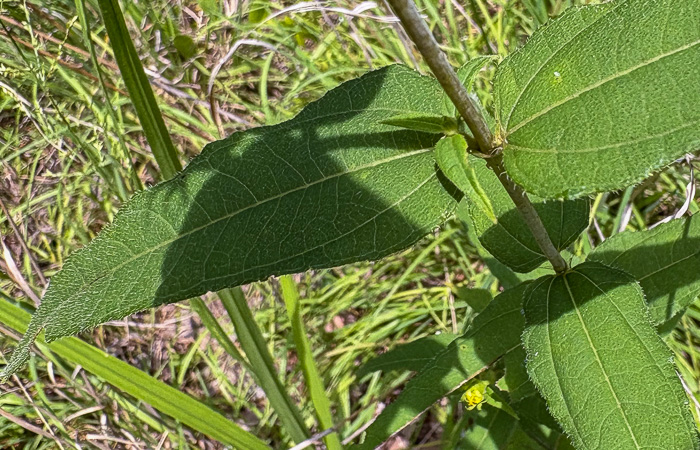 image of Helianthus divaricatus, Woodland Sunflower, Spreading Sunflower