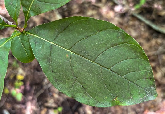 image of Chionanthus virginicus, Fringetree, Grancy Graybeard, Old Man's Beard, Grandsir-graybeard