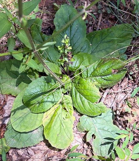 image of Salvia lyrata, Lyreleaf Sage, Cancer-weed