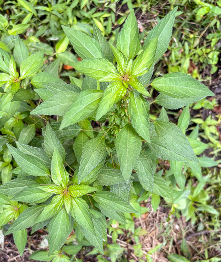 image of Acalypha rhomboidea, Common Threeseed Mercury, Rhombic Copperleaf