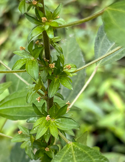 image of Acalypha rhomboidea, Common Threeseed Mercury, Rhombic Copperleaf