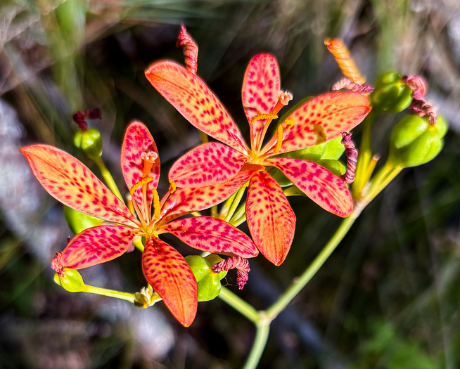image of Iris domestica, Blackberry-lily, Leopard-lily