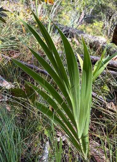 image of Iris domestica, Blackberry-lily, Leopard-lily