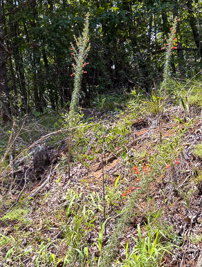 image of Ipomopsis rubra, Standing-cypress, Spanish-larkspur