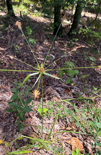 image of Cyperus retrofractus, Rough Flatsedge
