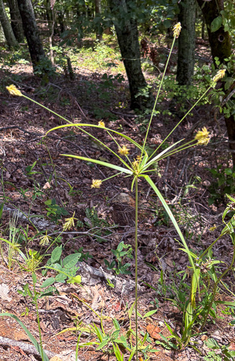 image of Cyperus retrofractus, Rough Flatsedge