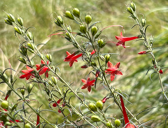 image of Ipomopsis rubra, Standing-cypress, Spanish-larkspur