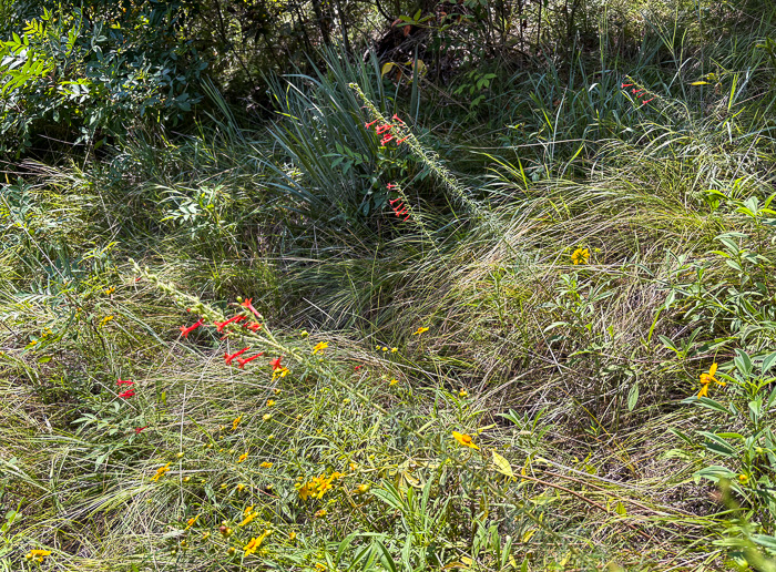 image of Ipomopsis rubra, Standing-cypress, Spanish-larkspur