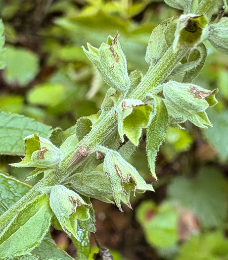 image of Teucrium canadense var. canadense, American Germander, Wood-sage, Common Germander