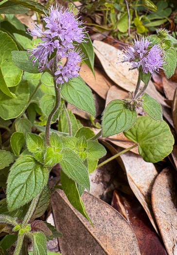 image of Mentha aquatica var. aquatica, Water Mint, Lemon Mint