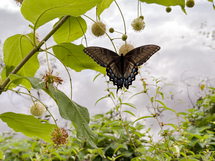 image of Cephalanthus occidentalis, Buttonbush