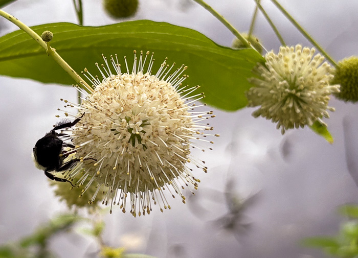 image of Cephalanthus occidentalis, Buttonbush