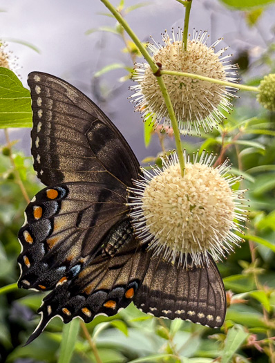 image of Cephalanthus occidentalis, Buttonbush