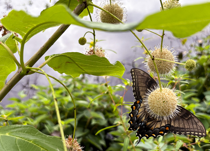 image of Cephalanthus occidentalis, Buttonbush