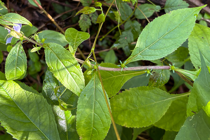 image of Campanulastrum americanum, Tall Bellflower