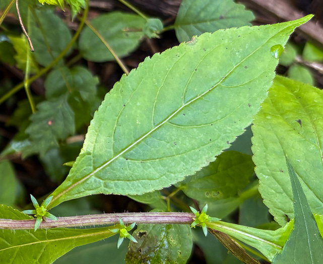 image of Campanulastrum americanum, Tall Bellflower