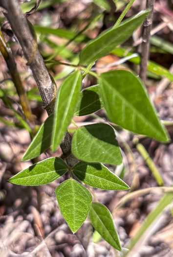 image of Strophostyles umbellata, Perennial Sand Bean, Perennial Wild Bean, Pink Wild Bean, Pink Fuzzy-Bean