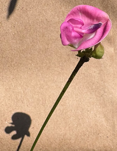 image of Strophostyles umbellata, Perennial Sand Bean, Perennial Wild Bean, Pink Wild Bean, Pink Fuzzy-Bean