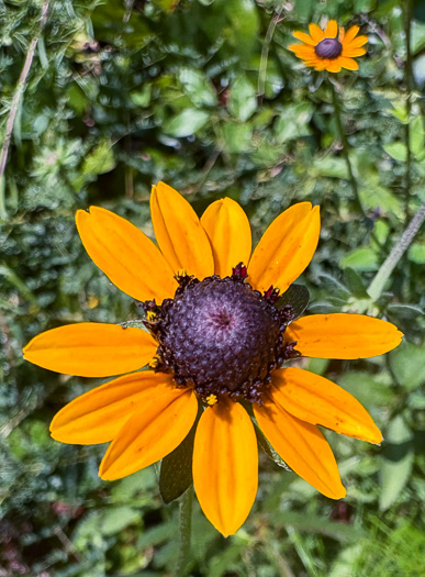 image of Rudbeckia fulgida, Common Eastern Coneflower, Orange Coneflower