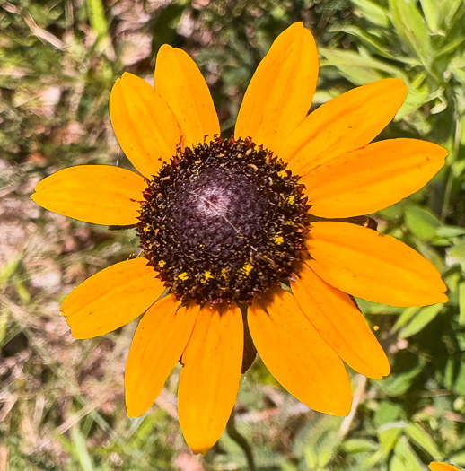 image of Rudbeckia fulgida, Common Eastern Coneflower, Orange Coneflower