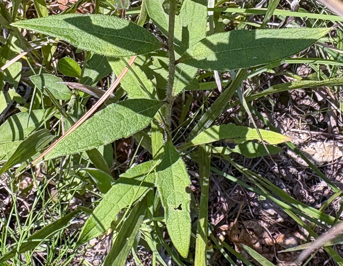 image of Silphium asteriscus var. asteriscus, Starry Rosinweed