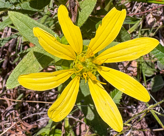 image of Silphium asteriscus var. asteriscus, Starry Rosinweed