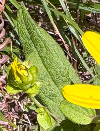 image of Silphium asteriscus var. asteriscus, Starry Rosinweed