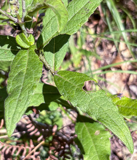 image of Silphium asteriscus var. asteriscus, Starry Rosinweed