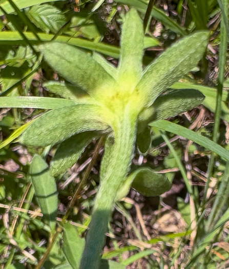 image of Rudbeckia fulgida, Common Eastern Coneflower, Orange Coneflower