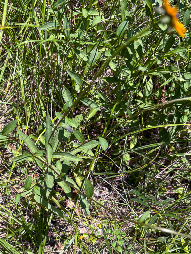 image of Rudbeckia fulgida, Common Eastern Coneflower, Orange Coneflower