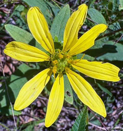 image of Silphium asteriscus var. asteriscus, Starry Rosinweed