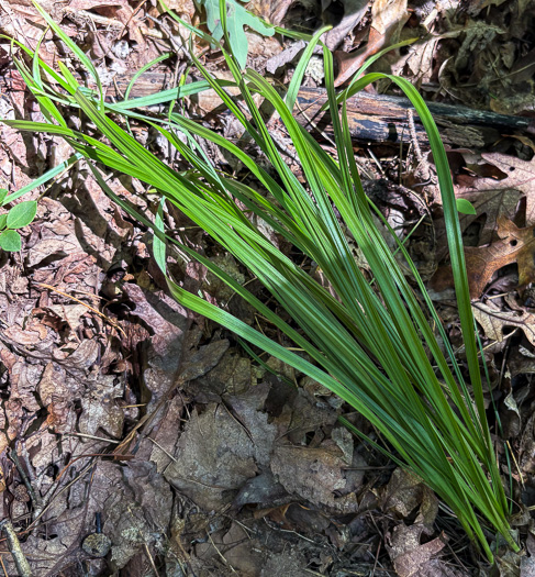 image of Stenanthium gramineum var. gramineum, Featherbells, Eastern Featherbells