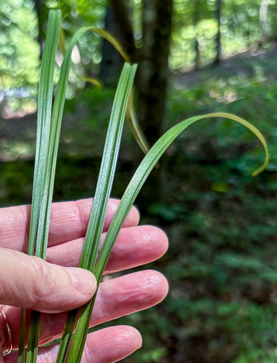image of Stenanthium gramineum var. gramineum, Featherbells, Eastern Featherbells