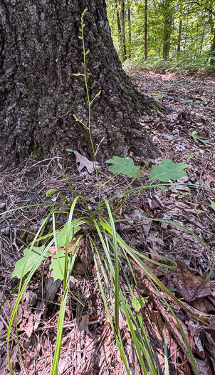 image of Stenanthium gramineum var. gramineum, Featherbells, Eastern Featherbells