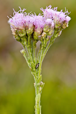 image of Carphephorus corymbosus, Florida Paintbrush, Coastal Plain Chaffhead, Flatwood Chaffhead