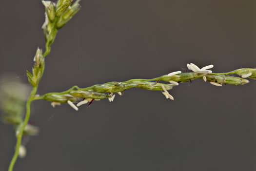 image of Disakisperma dubium, Green Sprangletop